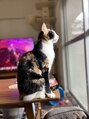 オッジ 六本松店(oggi) ネコ飼っています。ツンデレです。