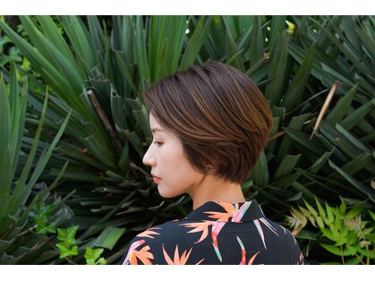 バイアス(biace)の写真