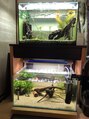 ルーツ 西九条(Roots) 我が家の水槽は2台あります。可愛い熱帯魚とエビさんがいます。