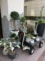 インデックスヘア リブゴーシュ スパ 両国 ガジュマル、モンステラ、クワズイモ、オリーブ、剪定や植え替え