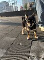 ヘアーラニッシュ 柏の葉キャンパス店(hair Lanish) 愛犬の豆柴チワワ。
