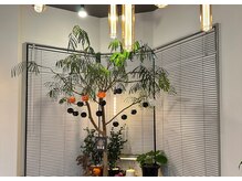 クオリム(Kualim)の雰囲気（オシャレなインテリアや植物がたくさんある店内。）