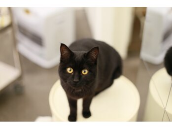 ホワイトルーム(White Room)の写真/【早朝OK】特別な日のヘアお任せください◎