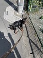 クレドガーデン 綾瀬店(CRED GARDEN)&nbsp;動物が大好きで犬を飼っています綾瀬