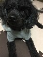 チル ヘアー(chill hair) 愛犬トイ・プードルのアトムです!もう11歳のおじいちゃん!!