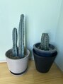 ヌウ(nuu)&nbsp;お店のサボテンを切って植え替え家でも始めてみました可愛い