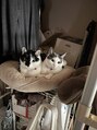 アルフレッド 平針店(alfRed)&nbsp;猫2匹買ってます。