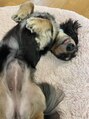 オニキス(onyx) 愛犬のミニチュアダックス！癒されます