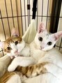 カミトトノウ 我が家のニャンズたち!インスタにもUPしてます!癒されます♪