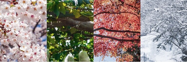 きいろとみどりとニワ(きいろとみどりとniwa)のサロンヘッダー