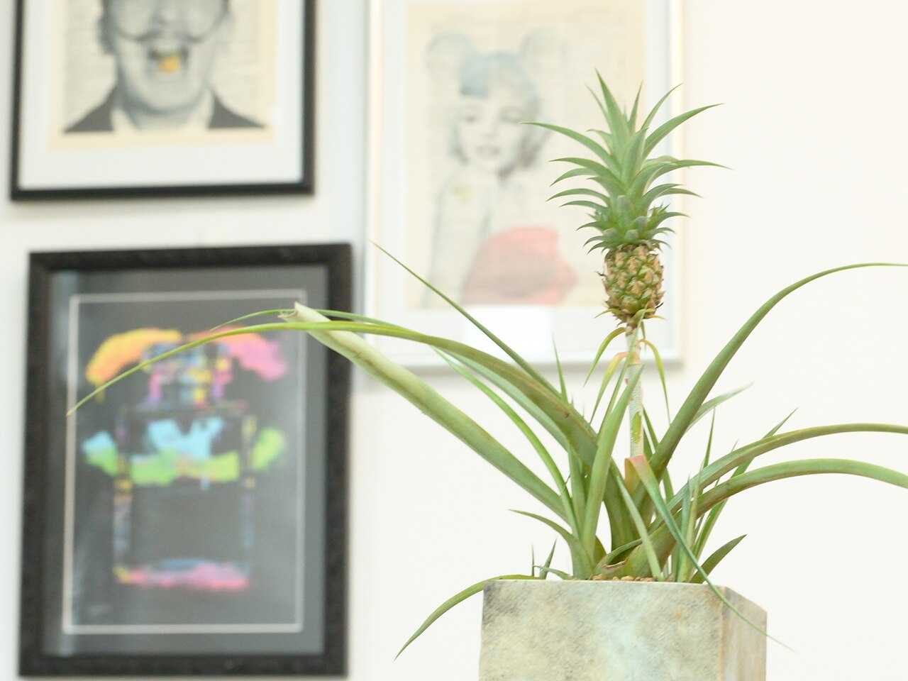 パイナップルグラタンさん専用 ananasさん専用 パイナップルグラタンさん専用 パイナップル