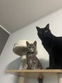 バーチ ウシワカマル(BIRCH ushiwakamaru) 愛猫のうにとつなです(=^・^=)
