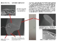 くせ毛について