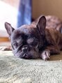 クレール 塚口店(CREER)&nbsp;旦那さんが飼っていたフレンチブルドッグのビニー♪13歳です☆