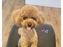 パレット(PALET)の雰囲気(看板犬ロイがお出迎え)