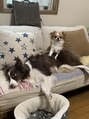 エミュー 湘南台店(emue) 実家で飼ってるボーダーコリーとチワワです☆