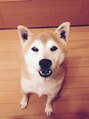 グレープバイン 港南台(GRAPEVINES) 実家で飼ってる柴犬。癒される^_^