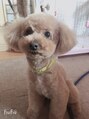 ライフ バイ ギフトグループ(LIFE  by gift group) 実家で飼ってるトイプードルです！動物大好きです！