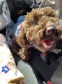 デザート(Des.Art)&nbsp;愛犬のディープです！！休日はよく一緒にお出かけしてます！