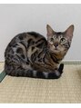 リアライズ(realize) 飼ってる猫ベンガル