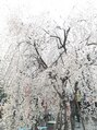 ランプス ヘア アトリエ(Lamps hair atelier)&nbsp;2018 桜！