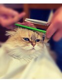カット/ヘアアレンジ/ヘアセット/南行徳/カラー/デザインカラー