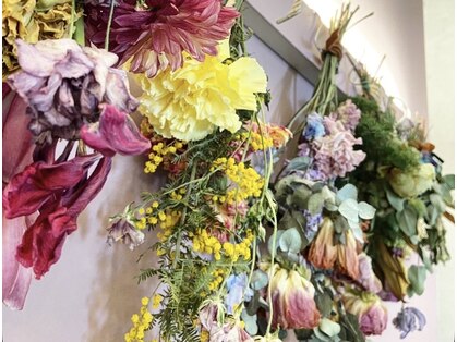 ビジ(biji)の写真