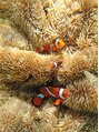 トイロ ヘアアンドスパ(10iRo hair & spa) 海の中の生き物や景色を写真や動画に撮るのが、趣味です。
