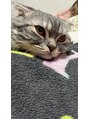 キュアキュア(Cure2) マンチカンの男の子で我が家の癒し♪