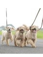 シェリー(Cherie) 動物大好きです!3匹のトイプードルを飼っています