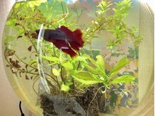 美容室 和来の雰囲気（扉を開けると、金魚がお出迎え…＊）
