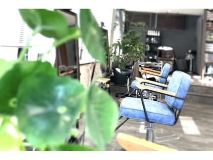 ルーツ(Roots)の写真