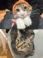 オリ('Oli)&nbsp;保護猫の麦くんとこまちくんです♪猫派の皆さん語りましょう♪