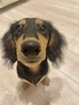 エレノア 船橋(Eleanor)&nbsp;毎日やんちゃなすぎる愛犬がいます。