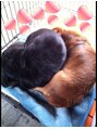 エイペックス(A pex) 愛犬（笑）