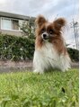 リリット(ReLit)&nbsp;愛犬のパピヨン『姫ちゃん』犬と猫が大好きです☆[錦糸町]