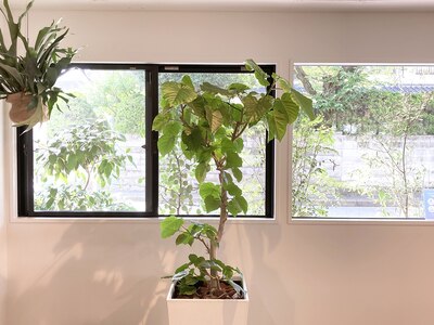 植物に囲まれた、クリーンな空間です。