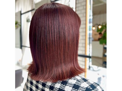 ルピナス(Lupinus)の写真