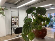 トエ(toe)の雰囲気（緑に囲まれた優しい空間）