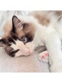 エレノア 梅田 大阪駅前第4ビル店(Eleanor) 実家の猫です♪動物好きな方ぜひお話ししましょう♪