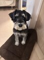 エイチ ヘアアンドメイク(eich hair&make)&nbsp;やんちゃ真っ盛りな愛犬。M.シュナウザーのトイくん。
