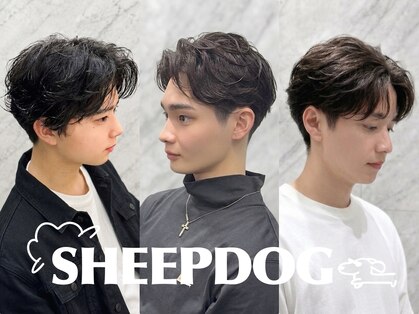 シープドッグ(SHEEP DOG)の写真