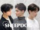 シープドッグ(SHEEP DOG)の写真