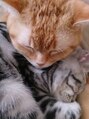 ルアン(Luann) ウチの猫たちです♪毎日癒されてます！！