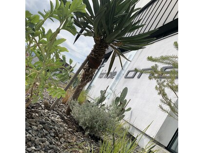 ワン(ONE)の写真