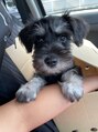 シオン(Cion)&nbsp;シュナウザー飼ってます♪わんちゃん好きな方お話ししましょう！