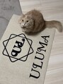 ウルマ(ULUMA) ULUMAの由来でもある我が家のネコです☆