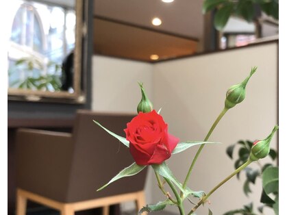 凛の写真