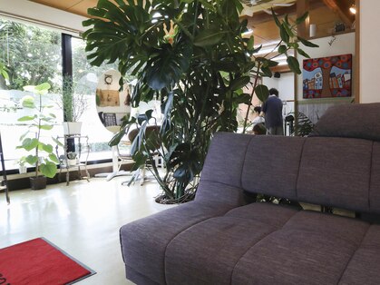 カミシバイの写真