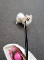 フィクセント(FIKSENT) 愛犬のポメラニアンです！日々笑顔に癒されてます！